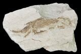 Miocene Pea Crab (Pinnixa) Fossil - California #141624-1